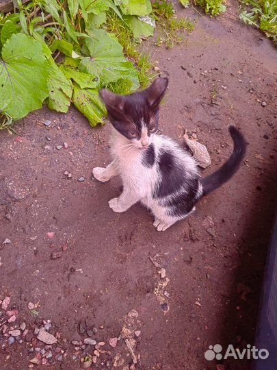 Котята трехцветные в добрые руки бесплатно