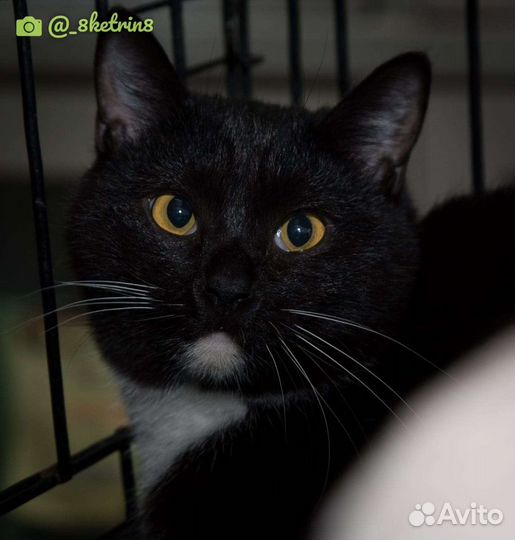 Отдам кошечку Ванессу