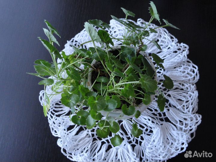 Жених и невеста цветы