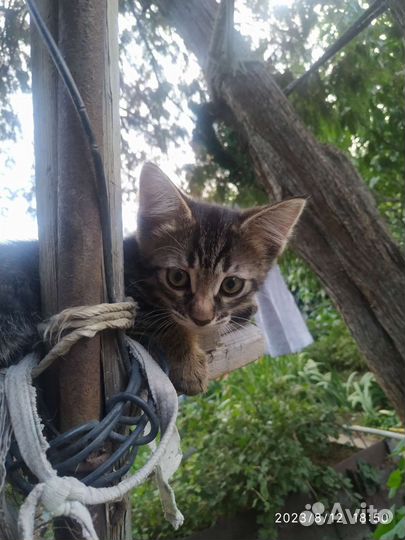 Котенок Перчик