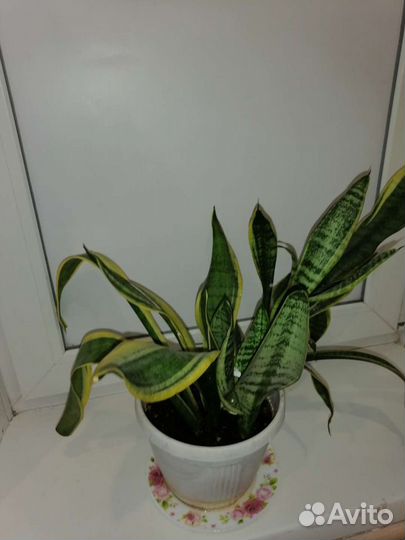 Комнатные цветы