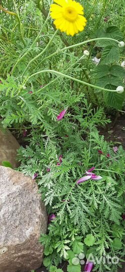 Ромашка жёлтая