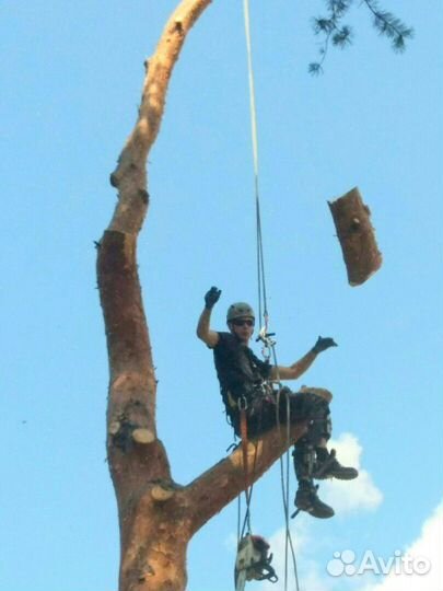 Спил деревьев валка деревьев