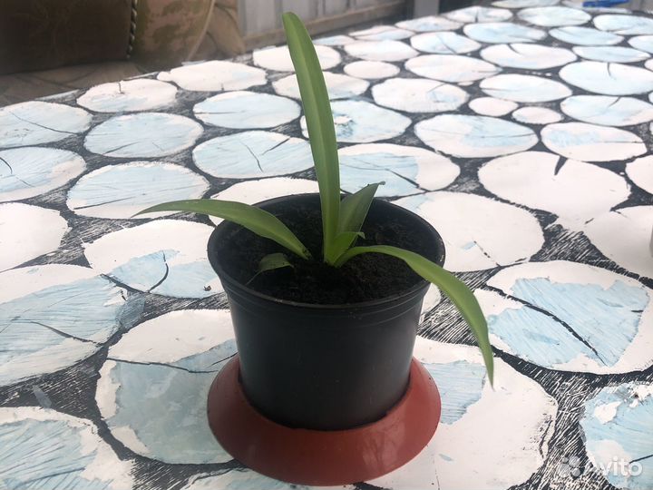 Продам хлорофитум