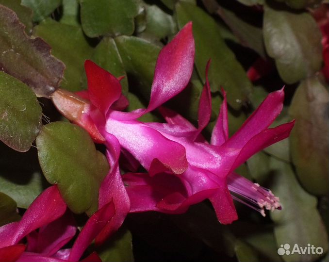 Декабристы