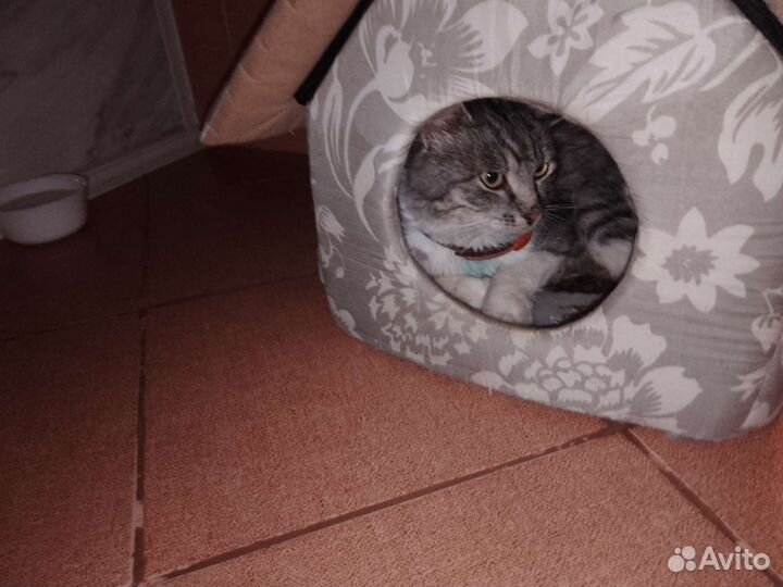 Отдам кота в добрые руки