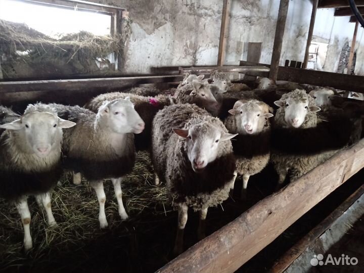 Баран производитель