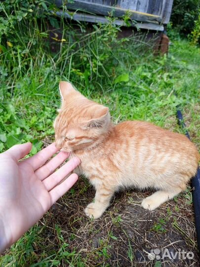 Кошка в дар