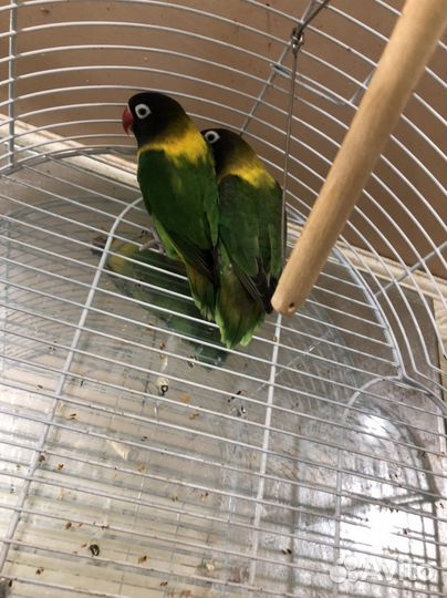 Попугай неразлучники