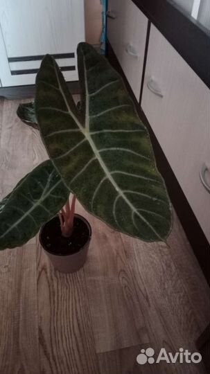 Алоказия пинк дракон
