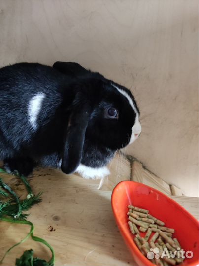 Зооняня собаки, коты, кролики, хомячки, ёжики и тп