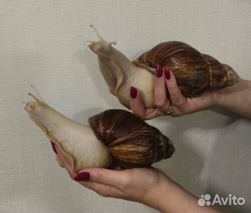 Улитки ахатины
