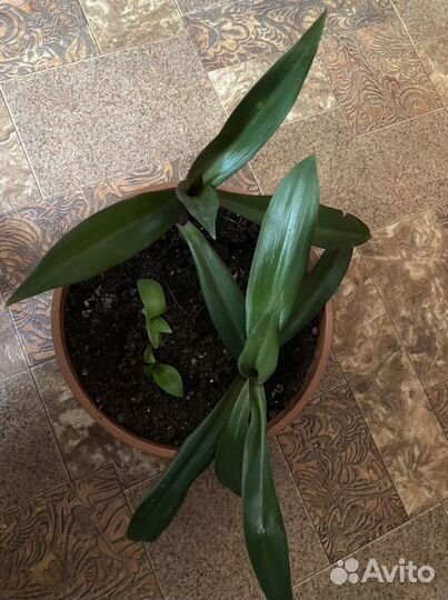 Цветок Рео, традесканция. Ладья Моисея