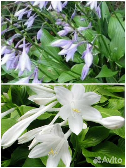 Хоста ланцетовид. ;хоста Афродита. Гейхера.Очиток