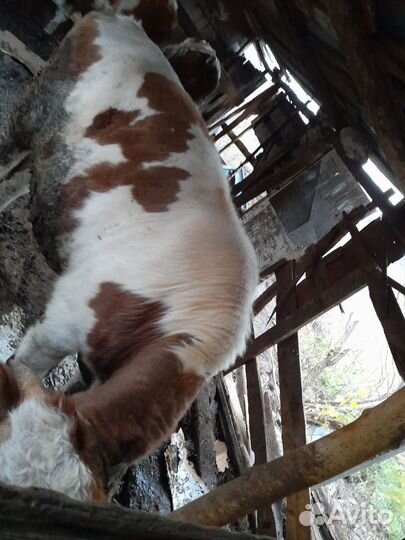 Быки и телки