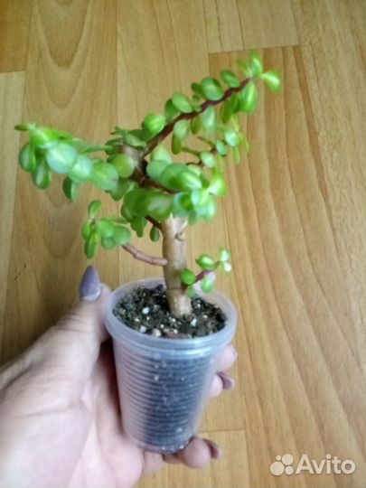 Портулакария Афра медиопикта