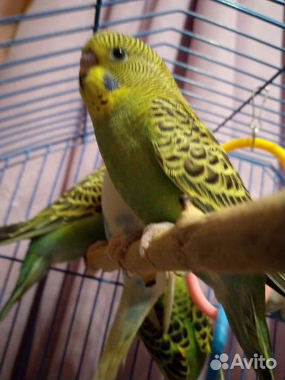 Волнистый попугай