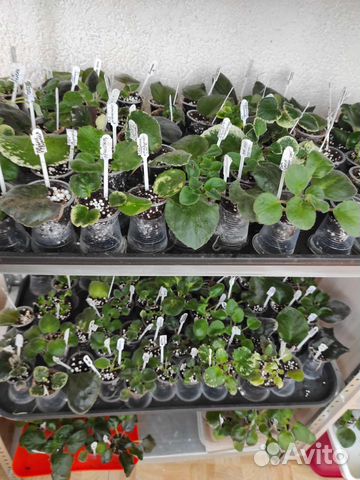 Сортовые фиалки