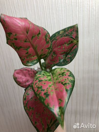 Алоказия.Шефлера