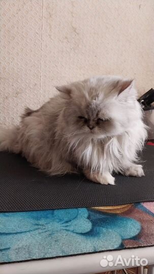 Уход за животными