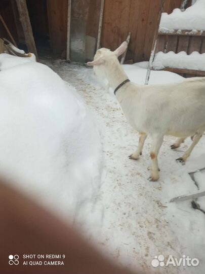 Коза дойная, козлята