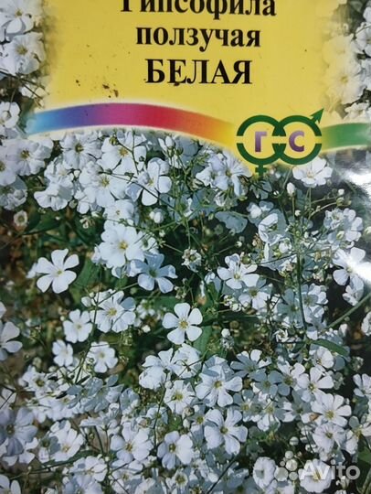 Рассада многолетников Иссоп Наперстянка Вероника