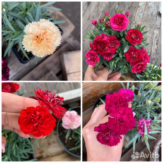 Гвоздика вегетативная махровая