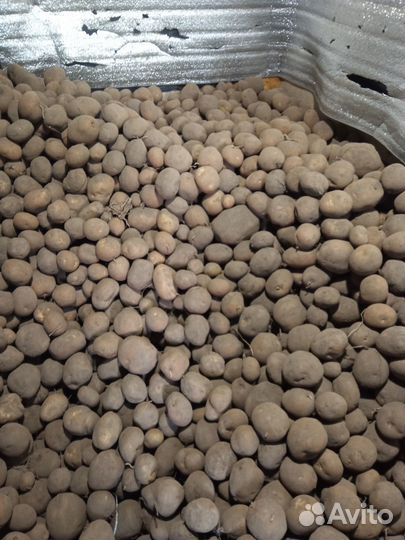 Продам картофель