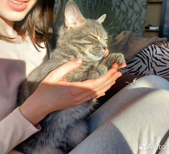 Кошки бесплатно