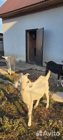 Нубийский козел