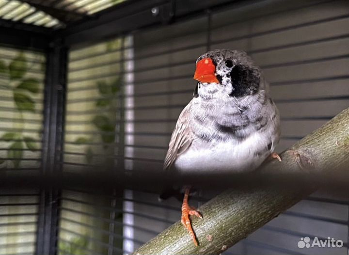 Зебровые амадины