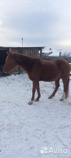 Навоз конский в мешках