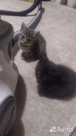 Отдам котят в добрые руки, обе девочки