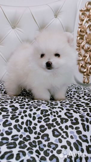 Померанский шпиц