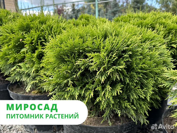 Туя западная 