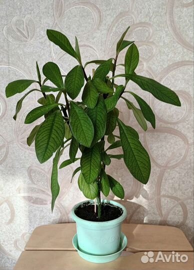 Комнатные растения - Синадениум