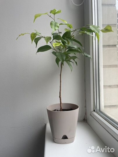 Фикус бенджамина