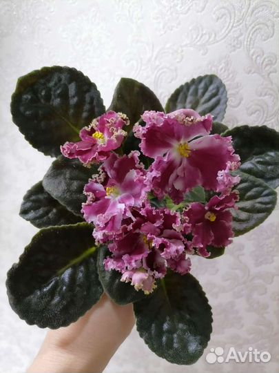 Фиалочки сортовые