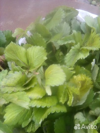 Саженцы клубники