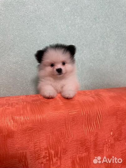 Померанский шпиц