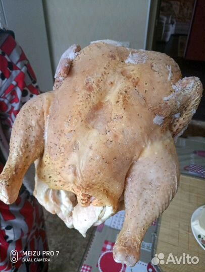 Цыплята суточные