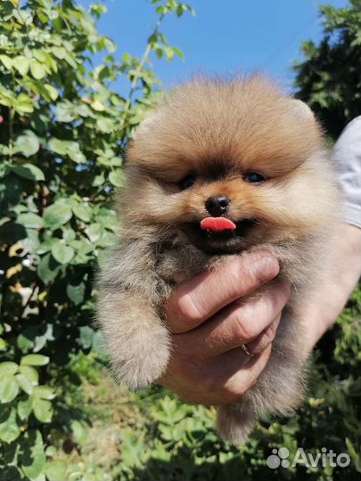 Щенки померанского шпица медвежьего типа