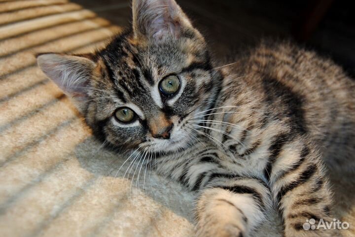 Котята-подростки