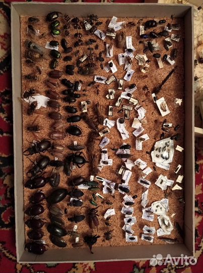 Огромная коллекция бабочек, жуков, насекомых