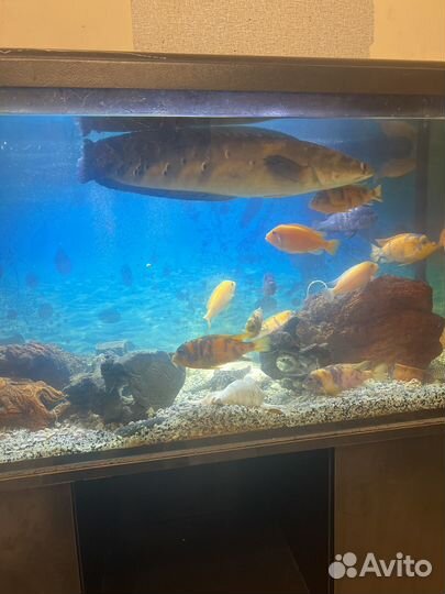 Рыба змееголов