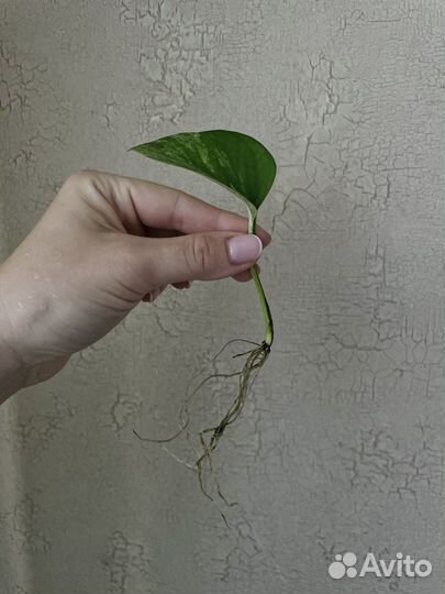 Сциндапсус эпиппремнум комнатный цветок