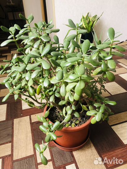 Цветок толстянка