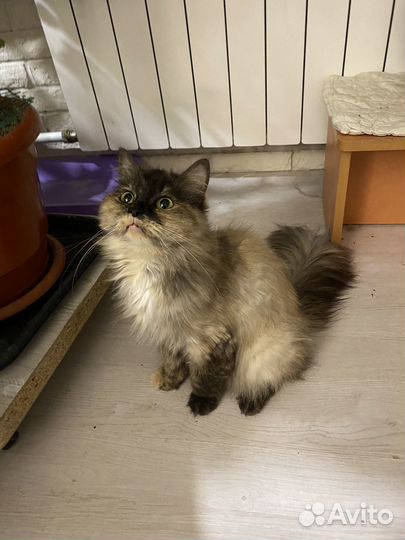 Кошка в дар бесплатно