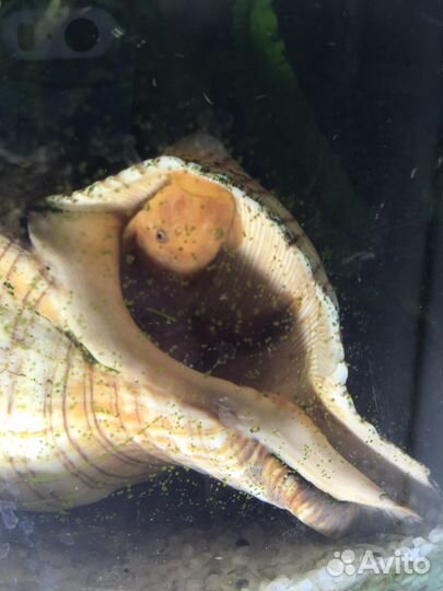 Сомики анциструсы super ред