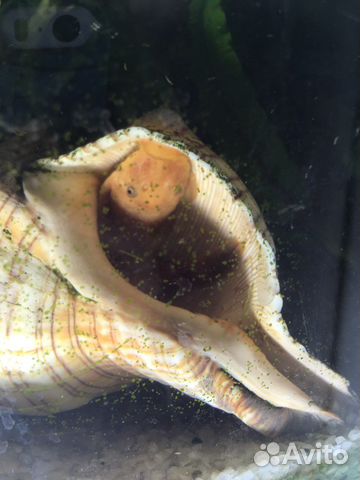 Сомики анциструсы super ред